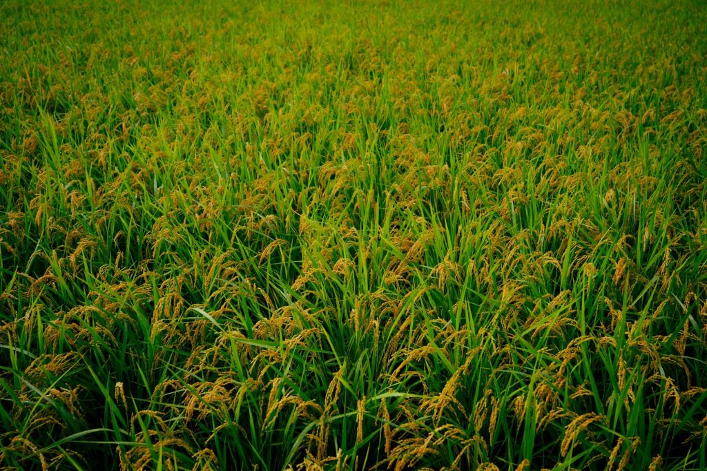 大分県日田産新米ヒノヒカリ