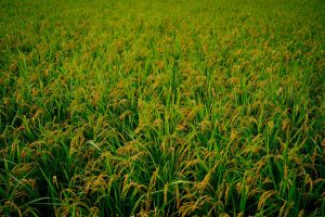 大分県日田産新米ヒノヒカリ