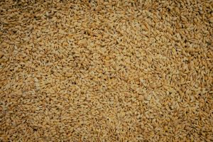 大分県日田産新米亀の尾酒米