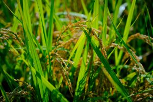 大分県日田産新米ヒノヒカリ