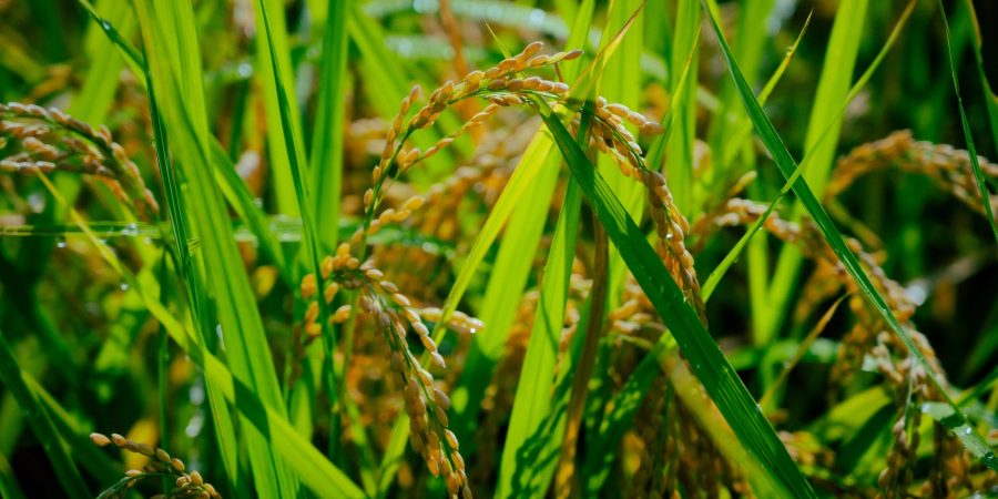 大分県日田産新米ヒノヒカリ