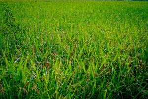 大分県日田産新米亀の尾酒米